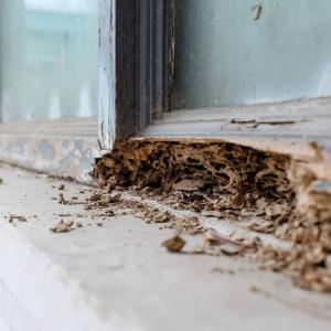 Termite Inspection Service Protecting Your Home from Infestation