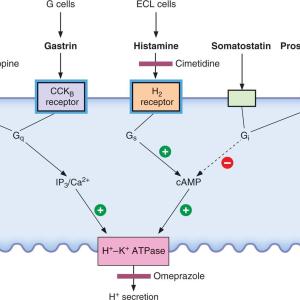 Combating Oral Thrush: Exploring the Global Oropharyngeal Candidiasis Market