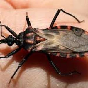 Chagas Disease Market Share, Epidemiology, Analysis & Trends 2023-2033