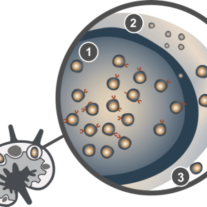 2024, Mantle Cell Lymphoma Market Research Report Analysis by 2034