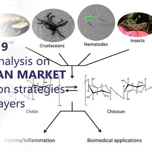 Exploring the Chitosan Market: Trends, Applications, and Growth Opportunities