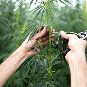 Industrial Hemp Market Growth, Outlook, Demand Report 2023-2028