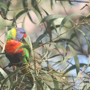 Protect Your Harvest: The Hidden Impact of Birds and the Power of Bird Netting