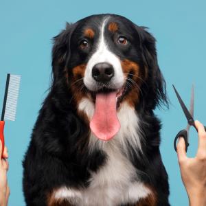 Why Mobile Dog Grooming in Las Vegas?