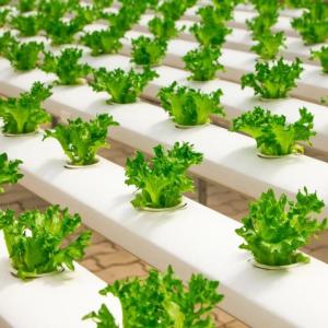 Hydroponic vegetables to grow all around the year