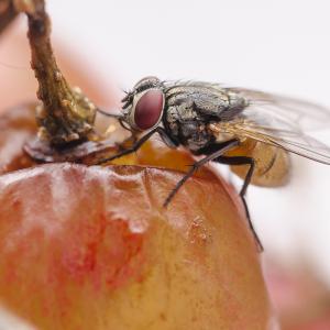 Do you know what areas of your house are preferred by fruit flies? Let's find out here