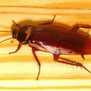 What types of services are there for pest control?