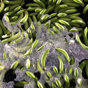 Banana Export Company Rotterdam Supplies Flavorful Tropical Fruits 