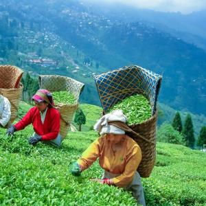 Darjeeling Tea Gardens Tour: A Unique Travel Experience