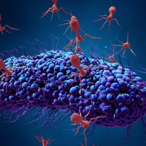 Bacteriophage Therapy Market 