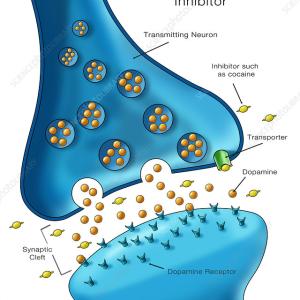 Dopamine And Norepinephrine Reuptake Inhibitor Market 