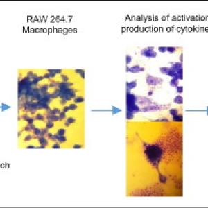 Non-Starch Polysaccharides Market 