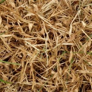 Wheat Straw Pulp Market 