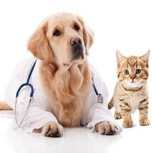 Animal Parasiticides Market