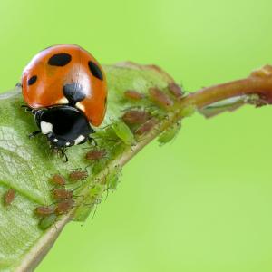 Beneficial Insects Market