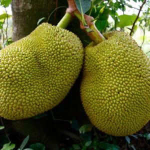 Jackfruit Market