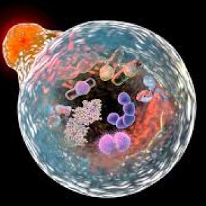 Lysosomal Storage Disease Treatment Market