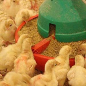 Poultry Feed Market