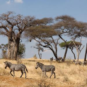 How Tanzania Wildlife Safaris Is An Unforgettable Travel Experience for Wild Lovers