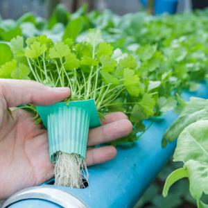 Hydroponics Market Share, Growth, Industry Analysis - 2030