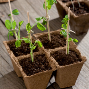 Your Comprehensive Guide to Eco-Friendly Bulk Bamboo Garden Supplies