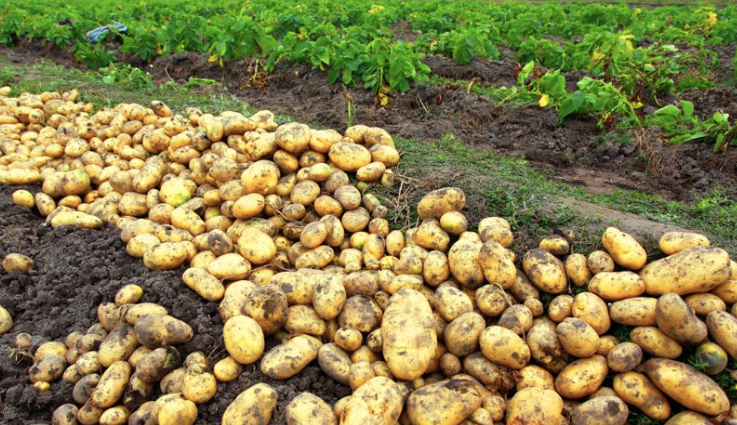 growing potatoes in ohio