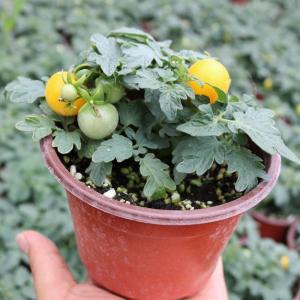 When to Plant Tomatoes in Alabama?