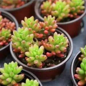 How to propagate plants by cutting