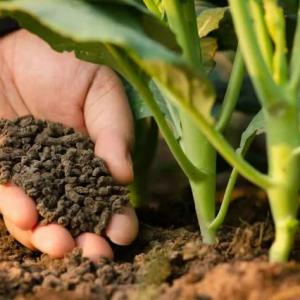 The Growing Demand for Organic Fertilizers Market: A Market Overview